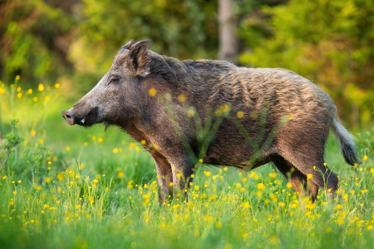 japan-s-wild-boar-problem-keeps-growing-about-that-life-in-japan